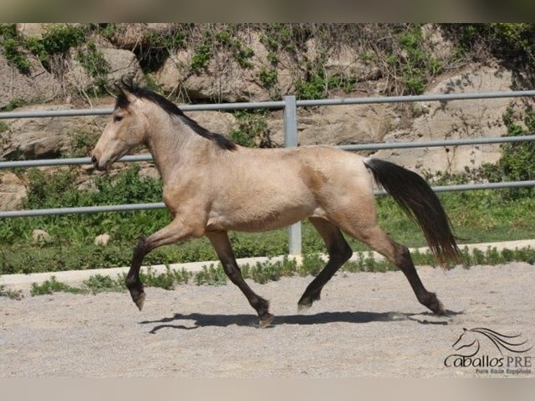 Koń andaluzyjski Ogier 3 lat Jelenia in Barcelona