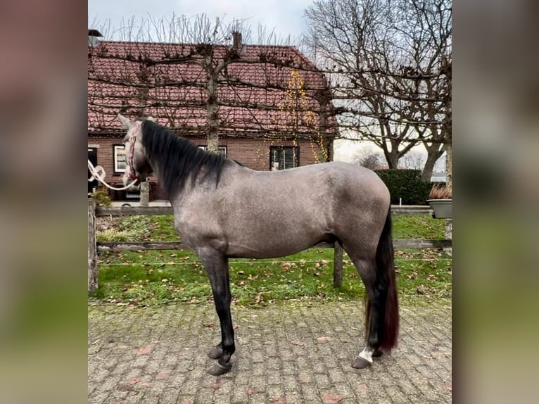 Koń andaluzyjski Ogier 4 lat 148 cm Siwa in Barneveld