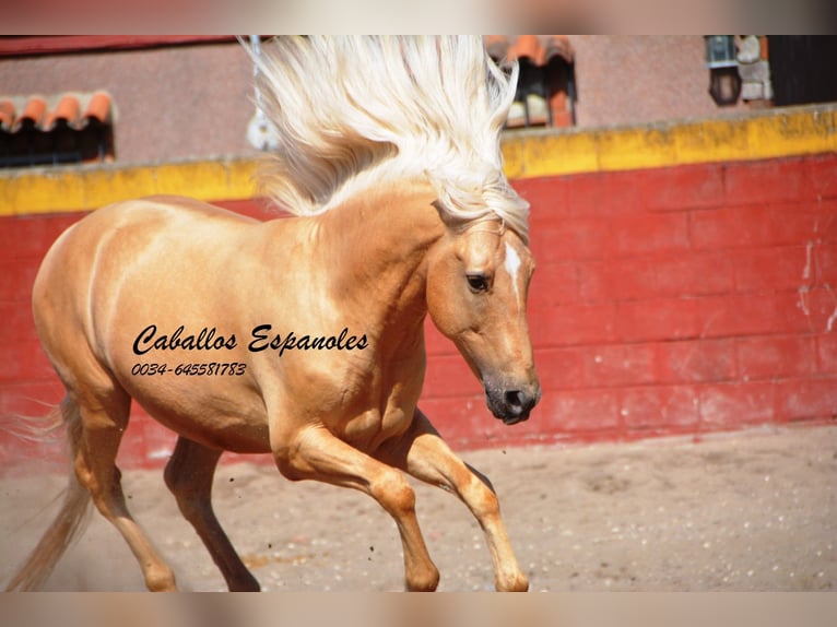 Koń andaluzyjski Ogier 4 lat 149 cm Izabelowata in Vejer de la Frontera