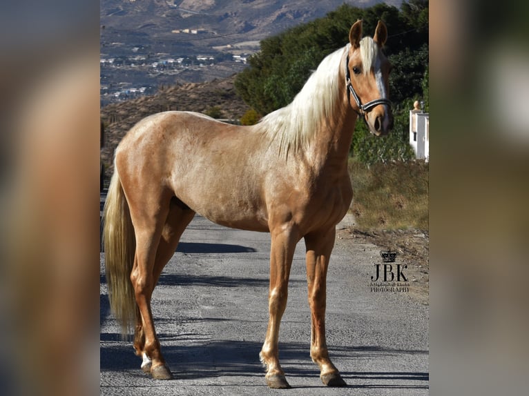 Koń andaluzyjski Ogier 4 lat 150 cm Izabelowata in Tabernas Almeria