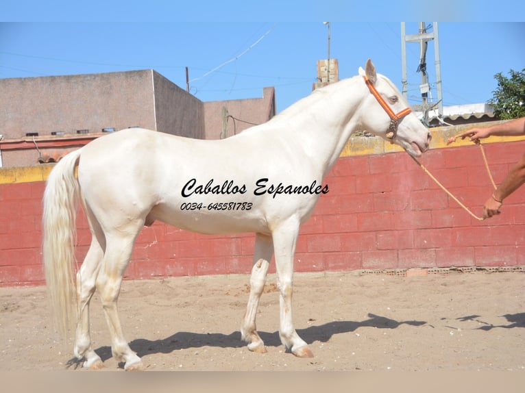 Koń andaluzyjski Ogier 4 lat 151 cm Cremello in Vejer de la Frontera