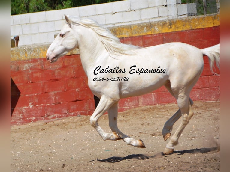 Koń andaluzyjski Ogier 4 lat 151 cm Cremello in Vejer de la Frontera