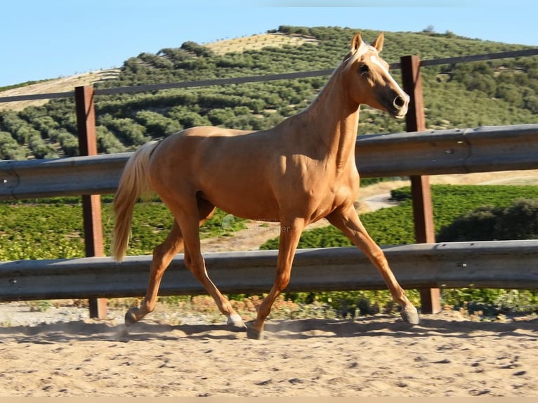 Koń andaluzyjski Ogier 4 lat 155 cm Izabelowata in Provinz Cordoba