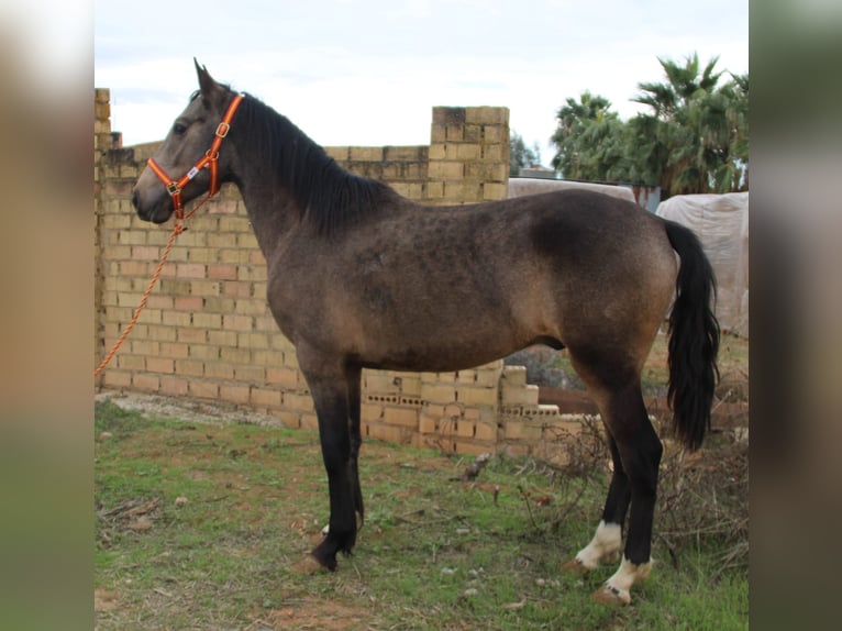 Koń andaluzyjski Ogier 4 lat 155 cm Jelenia in Vejer de la Frontera
