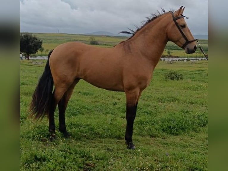 Koń andaluzyjski Ogier 4 lat 160 cm Gniada in Caceres