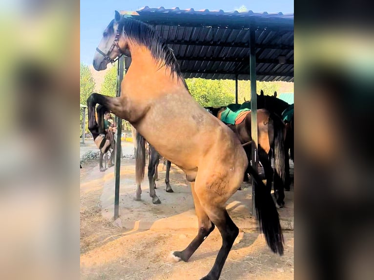 Koń andaluzyjski Ogier 4 lat 161 cm Bułana in Sanlucar