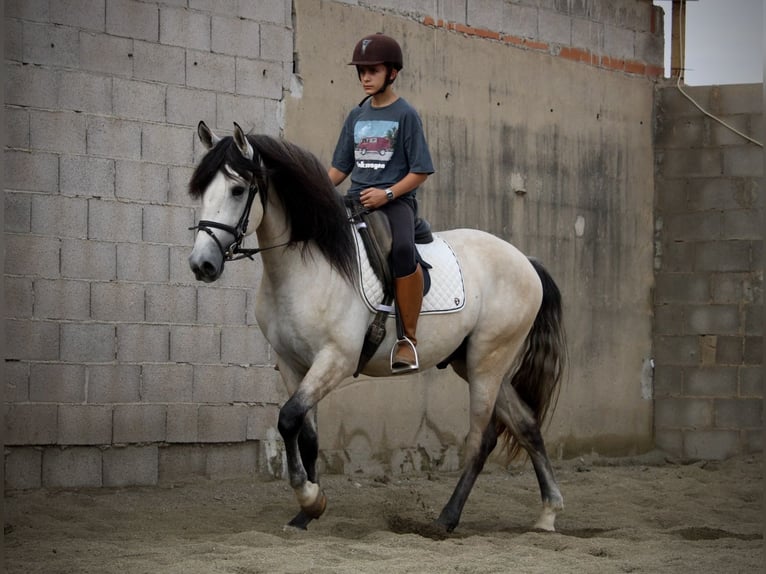 Koń andaluzyjski Ogier 4 lat 162 cm Formy Brown Falb in Valencia
