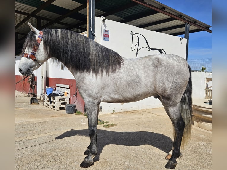 Koń andaluzyjski Ogier 4 lat 162 cm Siwa in Cheste