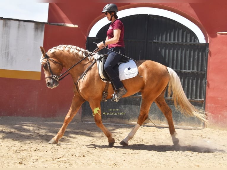 Koń andaluzyjski Ogier 4 lat 163 cm Izabelowata in Provinz Cordoba