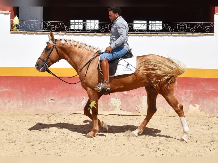 Koń andaluzyjski Ogier 4 lat 163 cm Izabelowata in Provinz Cordoba
