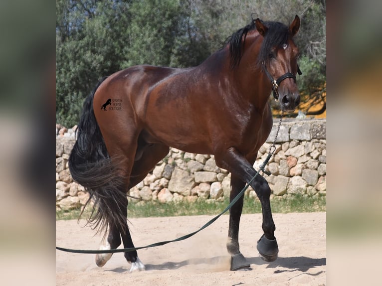 Koń andaluzyjski Ogier 4 lat 164 cm Gniada in Menorca