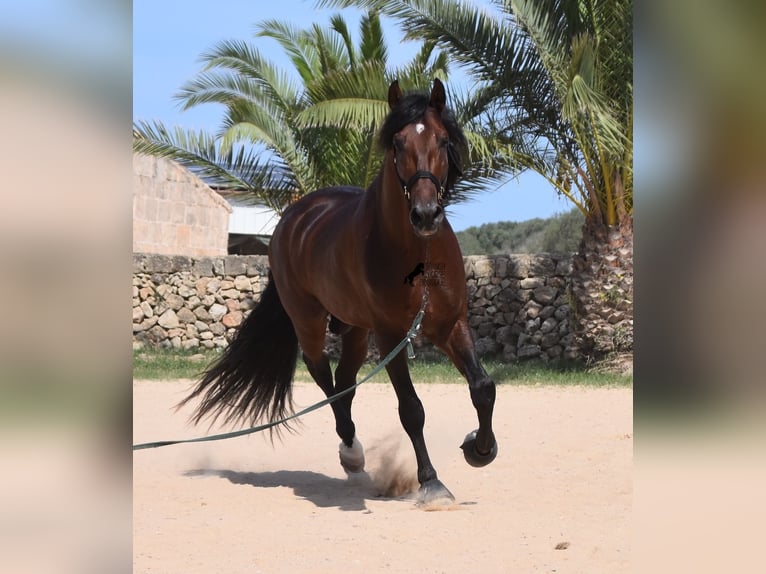 Koń andaluzyjski Ogier 4 lat 164 cm Gniada in Menorca