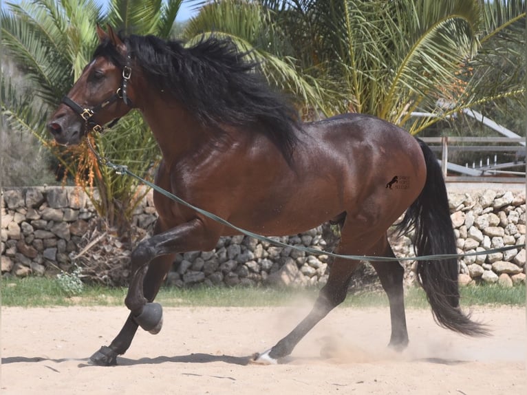 Koń andaluzyjski Ogier 4 lat 164 cm Gniada in Menorca