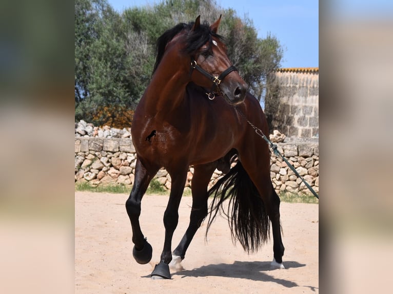 Koń andaluzyjski Ogier 4 lat 164 cm Gniada in Menorca