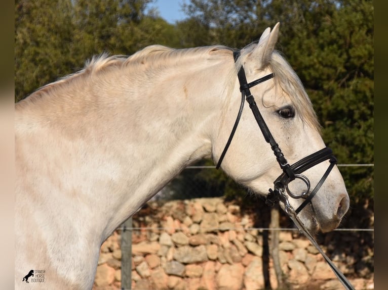 Koń andaluzyjski Ogier 4 lat 164 cm Siwa in Mallorca