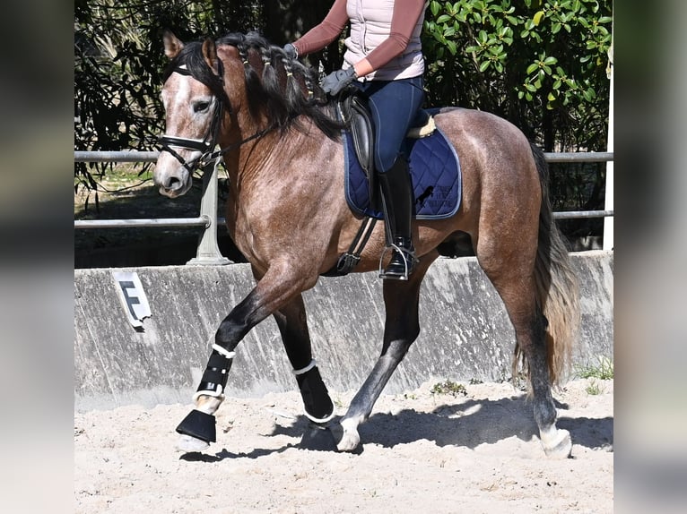 Koń andaluzyjski Ogier 4 lat 165 cm Siwa in Mallorca