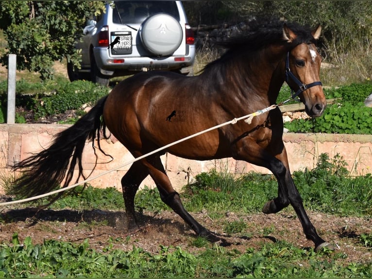Koń andaluzyjski Ogier 4 lat 166 cm Bułana in Mallorca