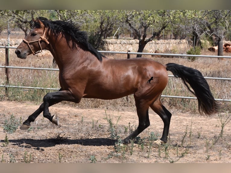Koń andaluzyjski Ogier 4 lat 166 cm Gniada in Mallorca