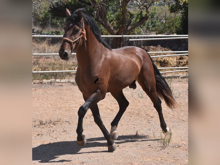 Koń andaluzyjski Ogier 4 lat 166 cm Gniada in Mallorca