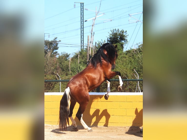 Koń andaluzyjski Ogier 4 lat 167 cm Gniada in Hamburg