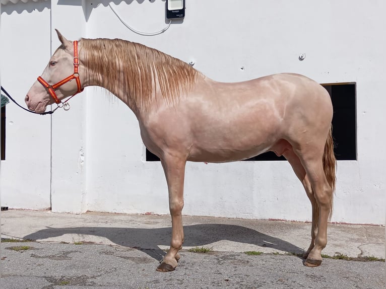 Koń andaluzyjski Ogier 4 lat 167 cm Perlino in Terrassa