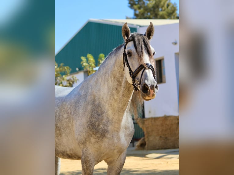 Koń andaluzyjski Ogier 4 lat 168 cm Siwa in Sevilla