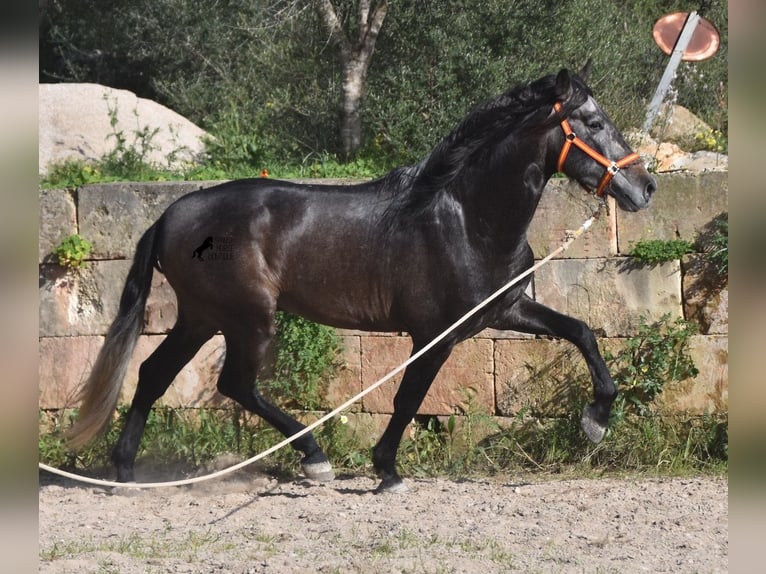 Koń andaluzyjski Ogier 4 lat 168 cm Siwa in Mallorca