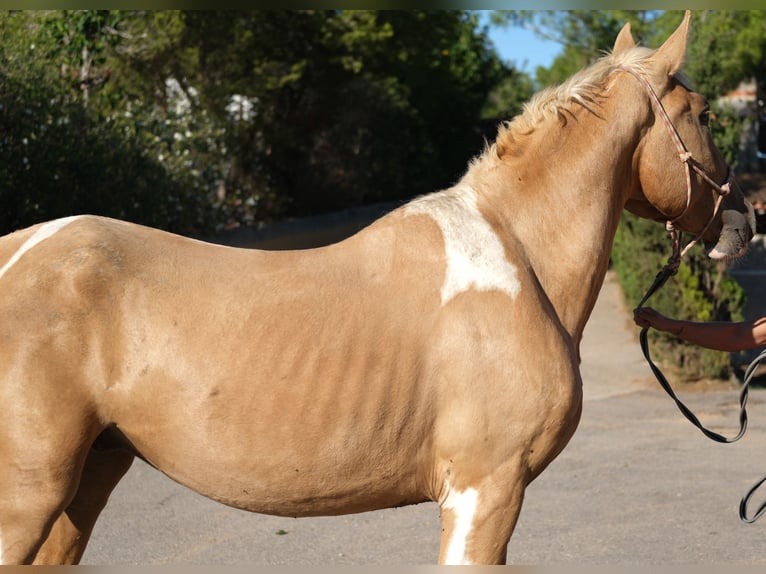 Koń andaluzyjski Ogier 4 lat 168 cm Srokata in Hamburg