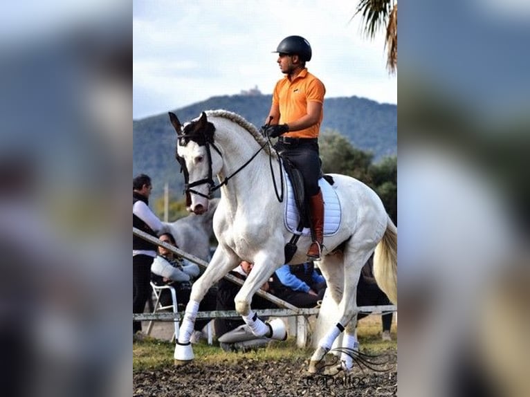 Koń andaluzyjski Ogier 4 lat 168 cm Srokata in Barcelona