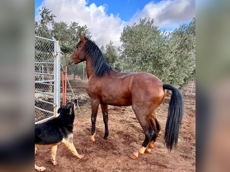Koń andaluzyjski Ogier 4 lat Gniada in Extramadura