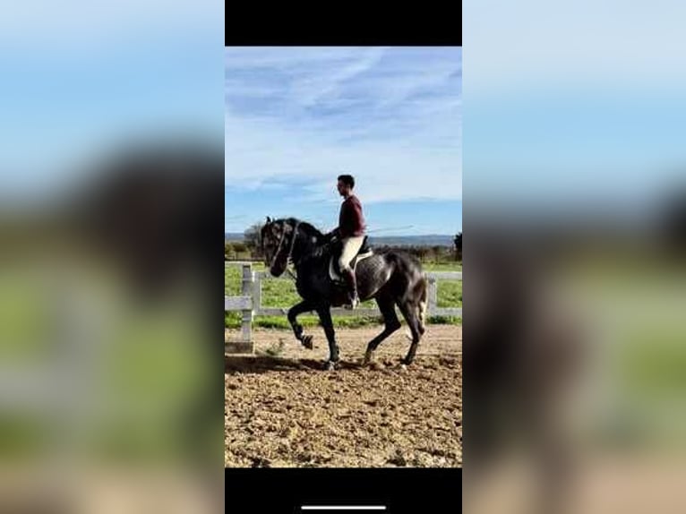 Koń andaluzyjski Ogier 4 lat Siwa in Zaragoza