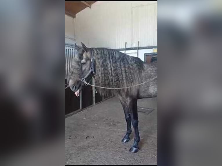 Koń andaluzyjski Ogier 4 lat Siwa in Zaragoza