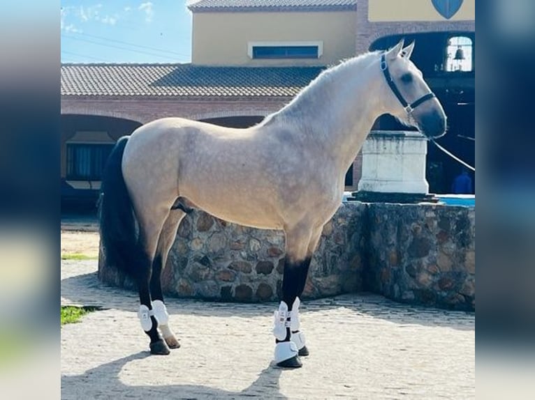 Koń andaluzyjski Ogier 5 lat 157 cm Bułana in Tarifa