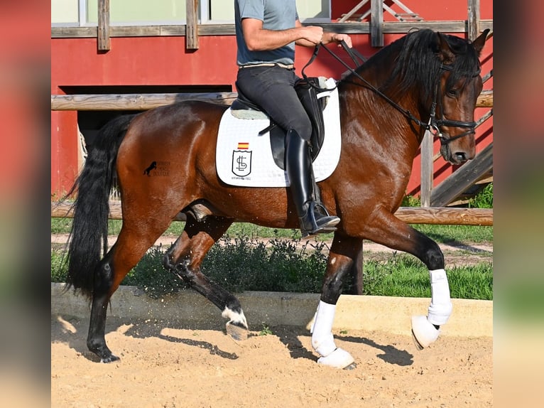 Koń andaluzyjski Ogier 5 lat 157 cm Gniada in Menorca