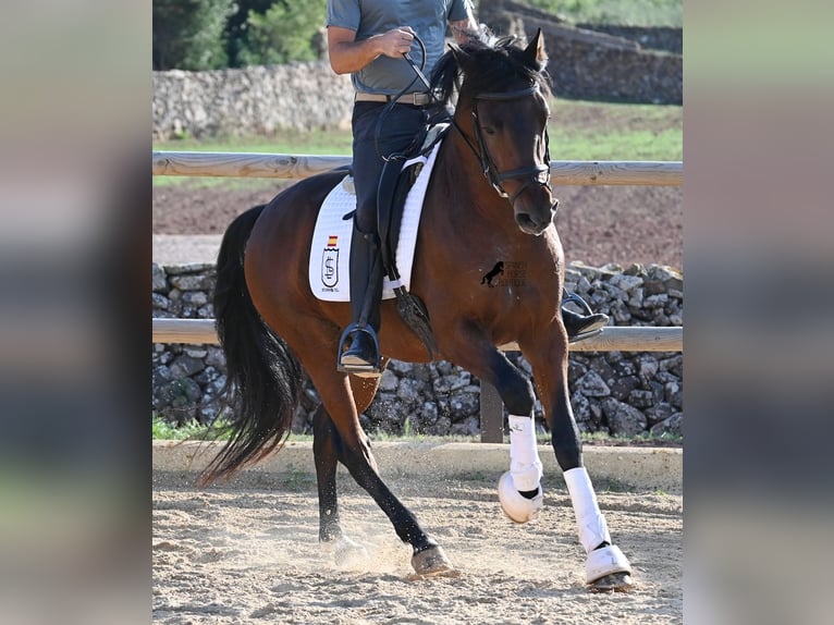 Koń andaluzyjski Ogier 5 lat 157 cm Gniada in Menorca