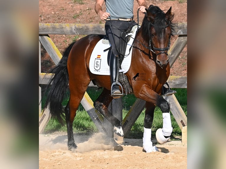 Koń andaluzyjski Ogier 5 lat 157 cm Gniada in Menorca