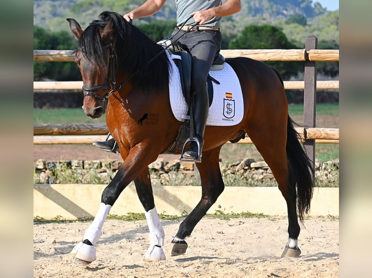 Koń andaluzyjski Ogier 5 lat 157 cm Gniada in Menorca