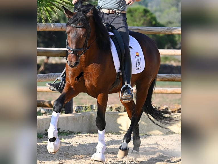 Koń andaluzyjski Ogier 5 lat 157 cm Gniada in Menorca