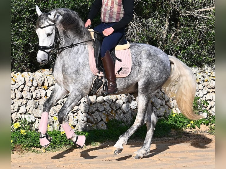 Koń andaluzyjski Ogier 5 lat 157 cm Siwa in Menorca