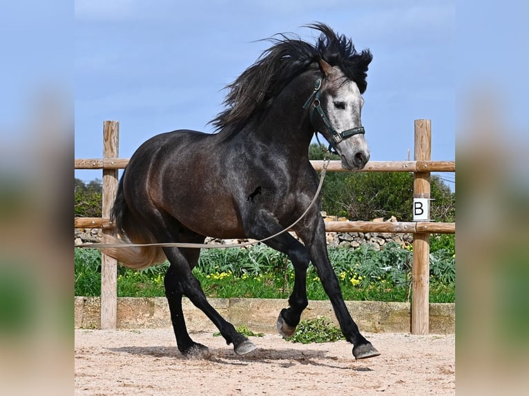 Koń andaluzyjski Ogier 5 lat 158 cm Siwa in Menorca