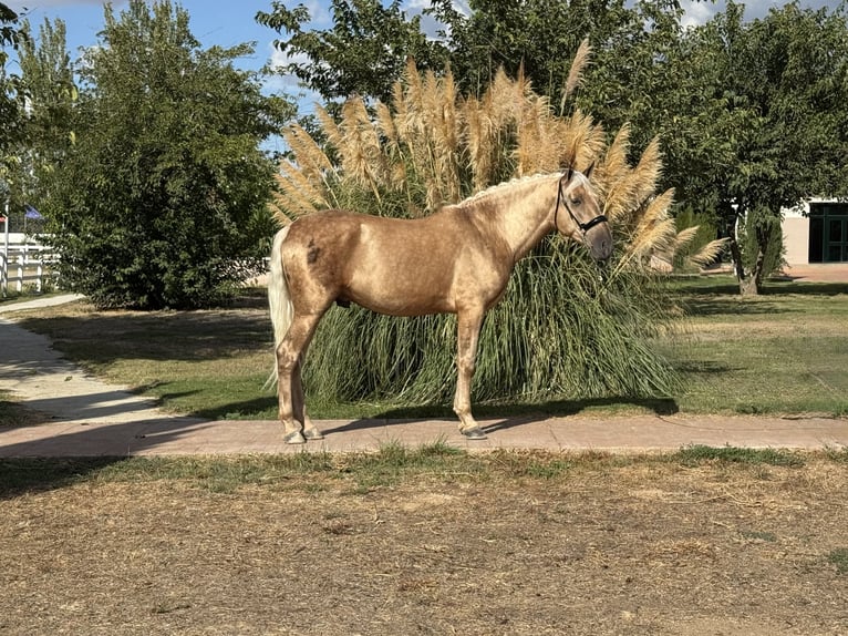 Koń andaluzyjski Ogier 5 lat 163 cm Izabelowata in Valderrubio