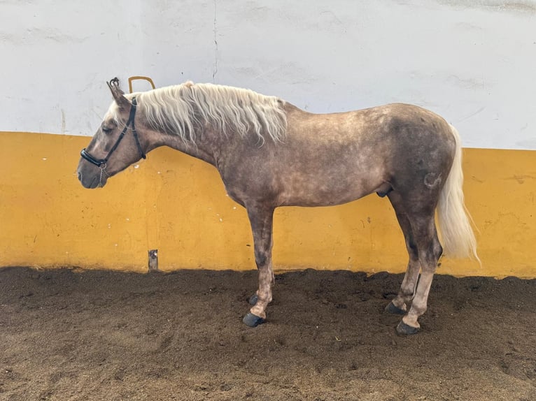 Koń andaluzyjski Ogier 5 lat 163 cm Izabelowata in Valderrubio
