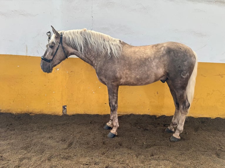 Koń andaluzyjski Ogier 5 lat 163 cm Izabelowata in Valderrubio