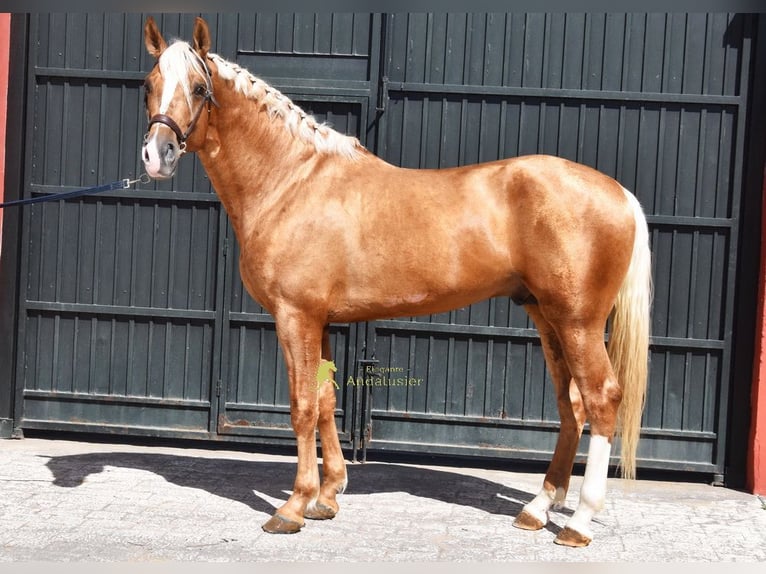Koń andaluzyjski Ogier 5 lat 163 cm Izabelowata in Provinz Cordoba