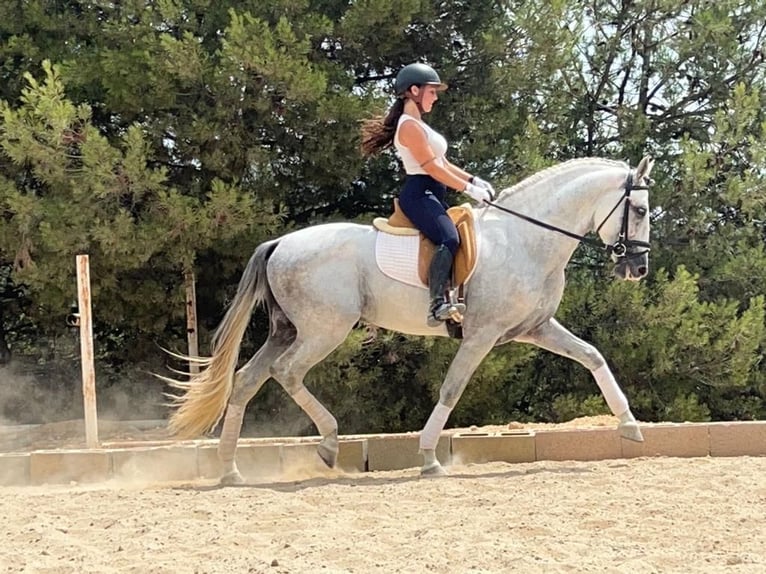 Koń andaluzyjski Ogier 5 lat 165 cm Siwa jabłkowita in Castricum