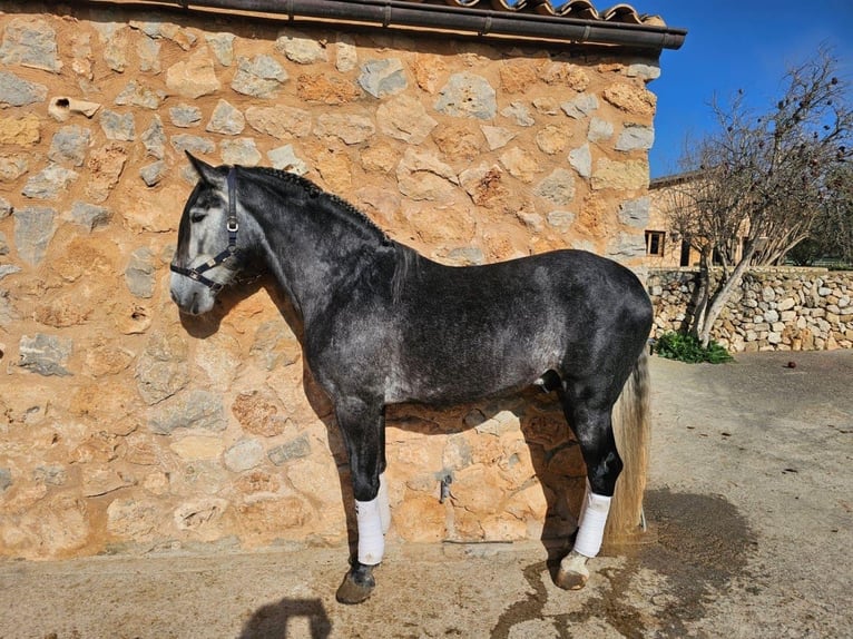 Koń andaluzyjski Ogier 5 lat 165 cm Siwa in Mallorca
