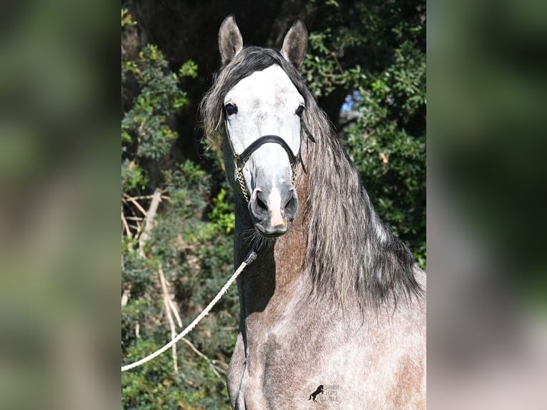 Koń andaluzyjski Ogier 5 lat 165 cm Siwa in Menorca