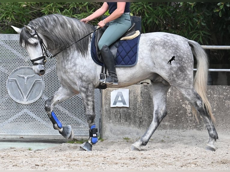 Koń andaluzyjski Ogier 5 lat 167 cm Siwa in Mallorca