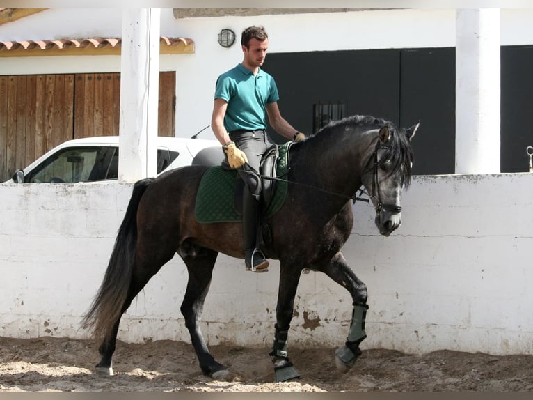 Koń andaluzyjski Ogier 5 lat 167 cm Siwa in Valéncia