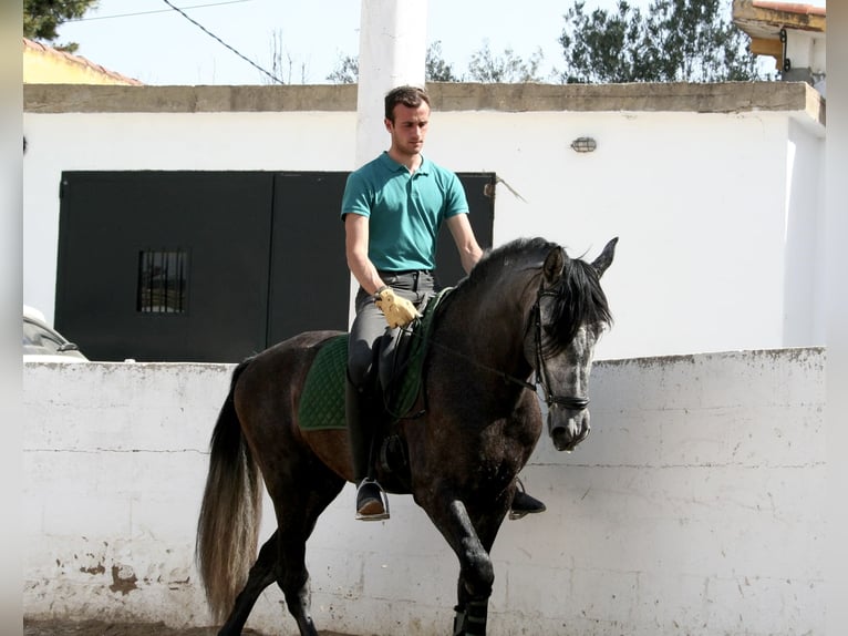 Koń andaluzyjski Ogier 5 lat 167 cm Siwa in Valéncia